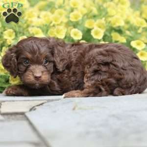 Princess, Cavapoo Puppy